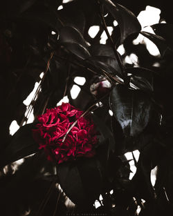 Low angle view of red flowers