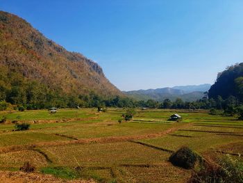 Scenic view of agricultural field against sky