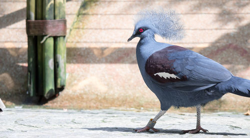 Close-up of pigeon perching on footpath
