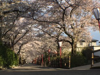 Road amidst trees against sky in city