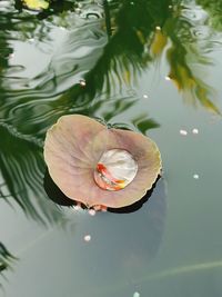 High angle view of fish on leaf in lake