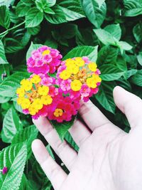 Close-up of woman holding pink flower