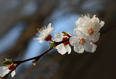 Close-up of cherry blossom