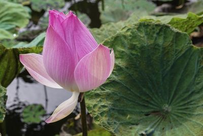 Close-up of pink flower blooming outdoors