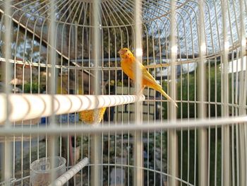 Low angle view of bird perching on railing