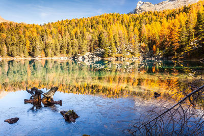 Scenic view of lake in forest against sky