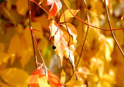 Close-up of autumn leaves