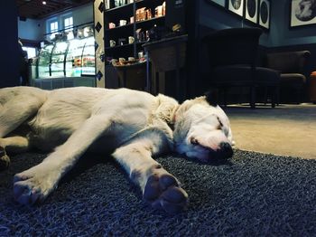 Dog sleeping on floor