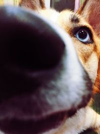 Close-up portrait of dog