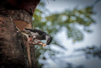 Close-up of bird perching on tree