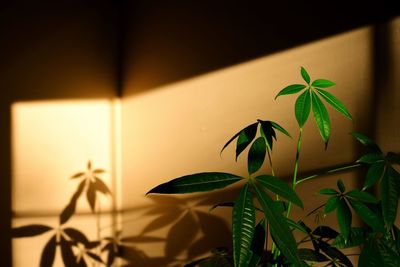 Close-up of potted plant at home