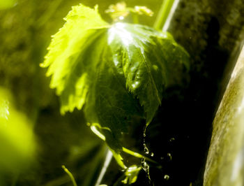 Close-up of water drops on plant
