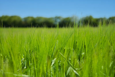 Crops growing on field against sky