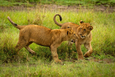 Two lion cubs play fighting in grass