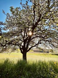 Sun shining through trees