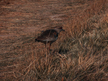 Side view of bird on land