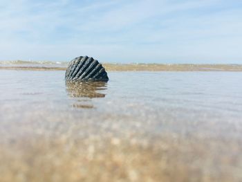 View of shell on beach