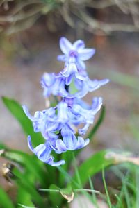 Close-up of purple flowering plant on field