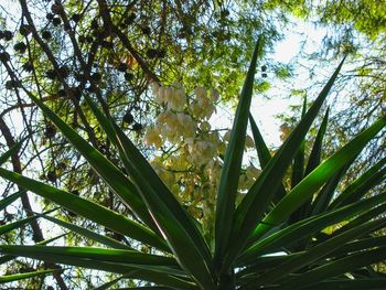 Low angle view of bamboo trees