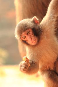 Close up of baby outdoors