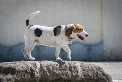 View of dog looking away