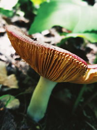 Close-up of mushroom growing on field
