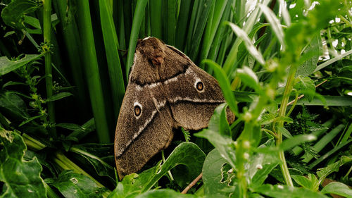 Close-up of butterfly on plant