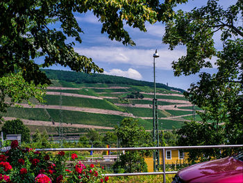 Trees growing on landscape