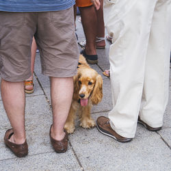 Low section of woman with dog