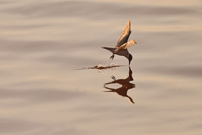 Bird flying over lake