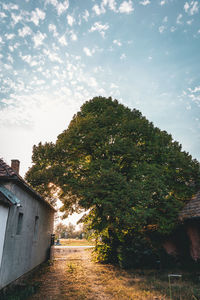 Trees and building against sky