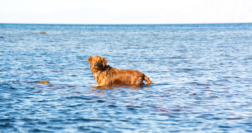 Dog swimming in sea