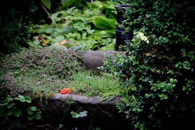 View of flowering plants in yard