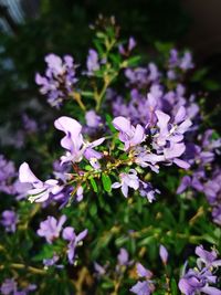 Close-up of purple flowering plants