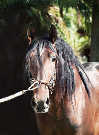 Portrait of horse standing by trees