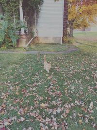 View of cat on house