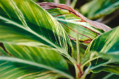 Close-up of fresh green leaf