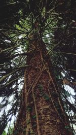 Low angle view of trees in forest