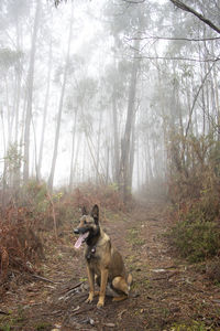 Dog running in forest