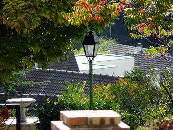 Plants and trees against built structure