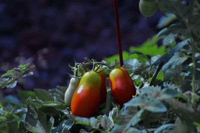 Close-up of tomatoes on tree