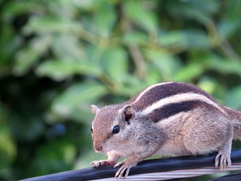 Close-up of a squirrel