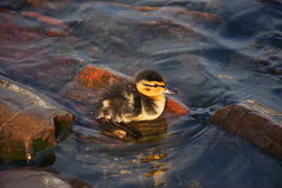 High angle view of duck swimming in lake