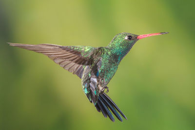 Close-up of hummingbird in mid-air 