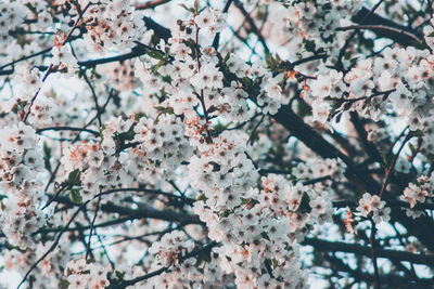 Low angle view of cherry blossom