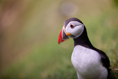 Puffin bird on saltee island, ireland 