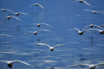 View of seagulls flying over sea 