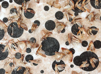 High angle view of crab