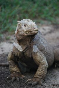 Close-up of iguana 