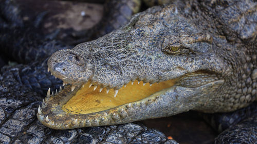 Close-up of a crocodile 